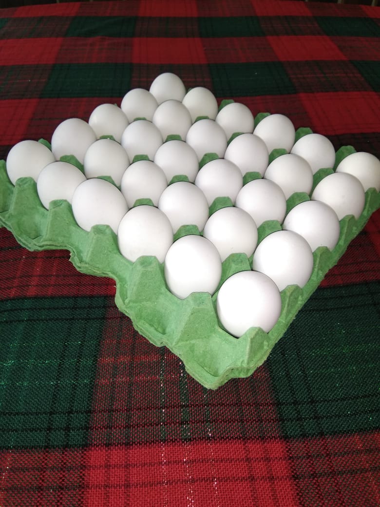 huevos de gallina guatemala