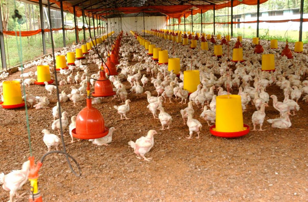 Granja de gallinas ponedoras en Guatemala