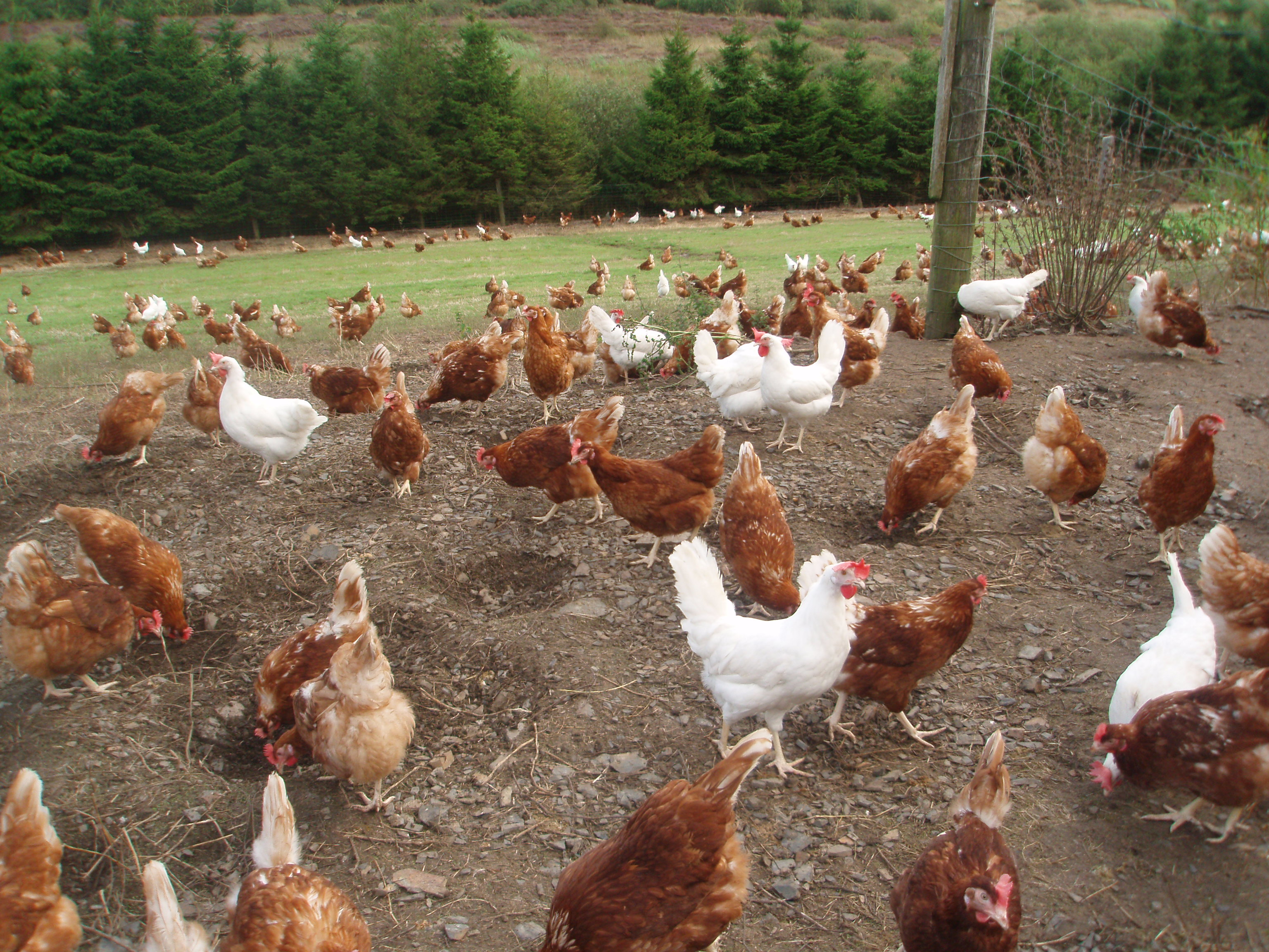 gallinas ponedoras de venta en guatemala