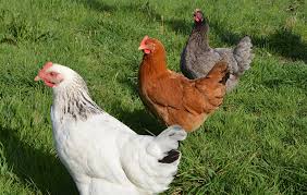 gallinas ponedoras