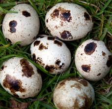 huevos de codorniz guatemala
