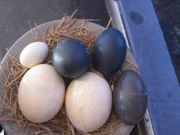 huevos de pato guatemala