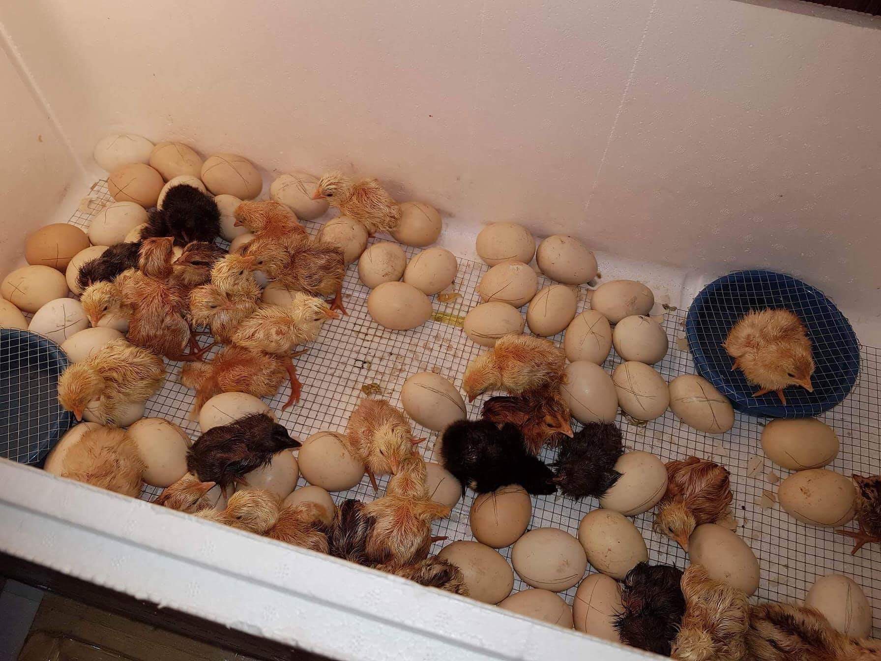incubadora de huevos guatemala